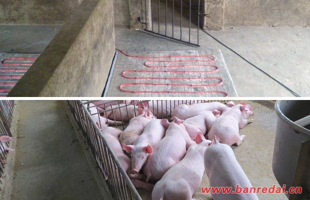 養(yǎng)殖用電伴熱帶采暖